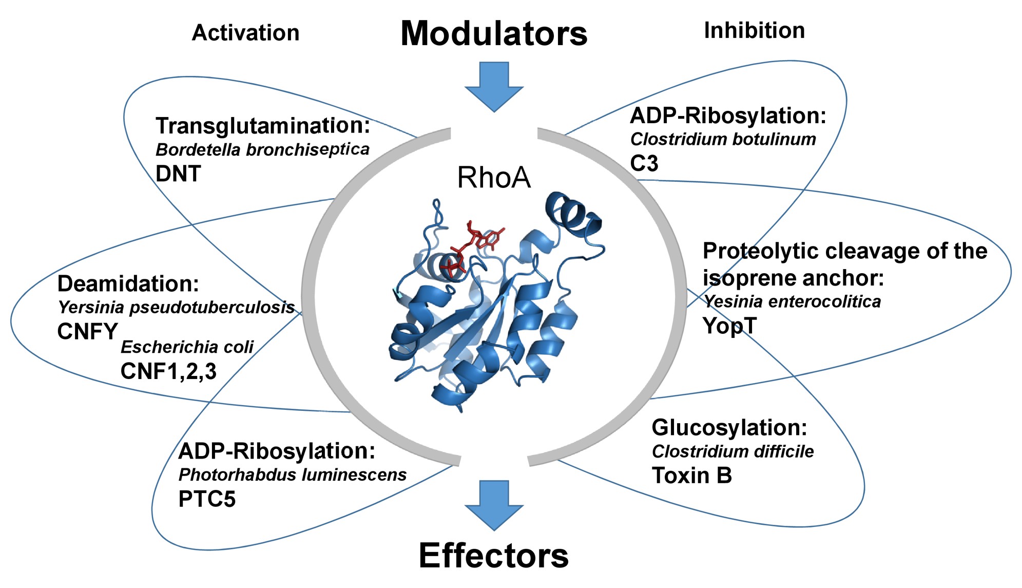Rho modifications