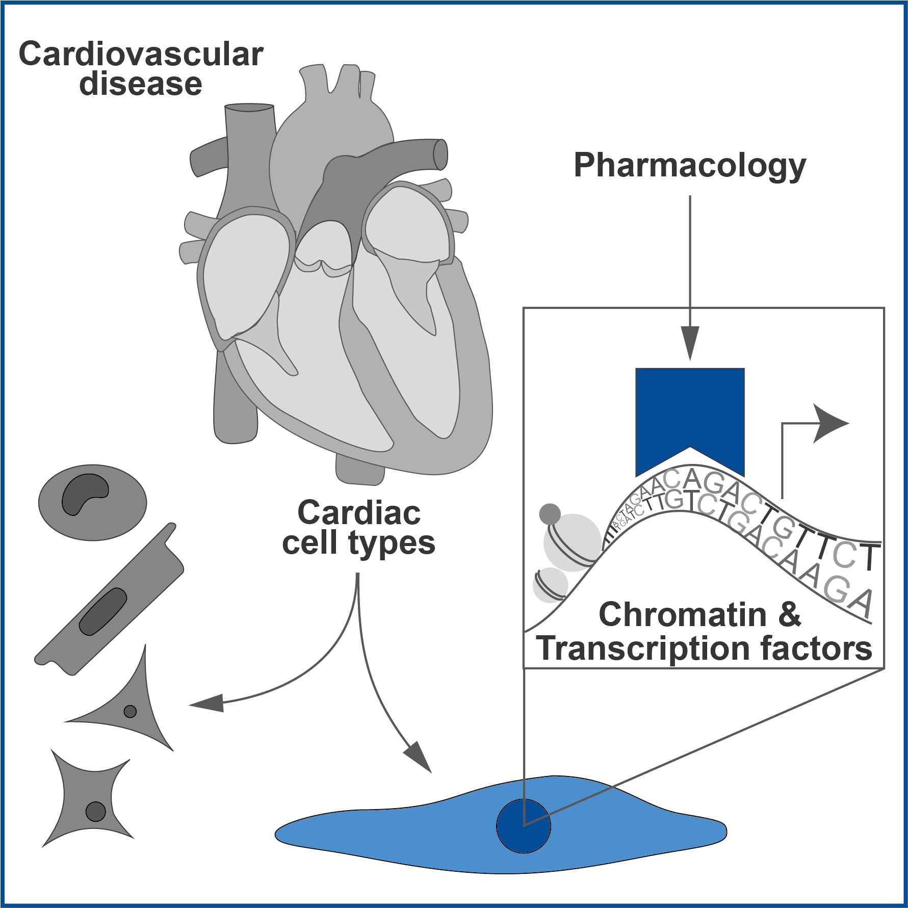 cardiovascularpharmacology0
