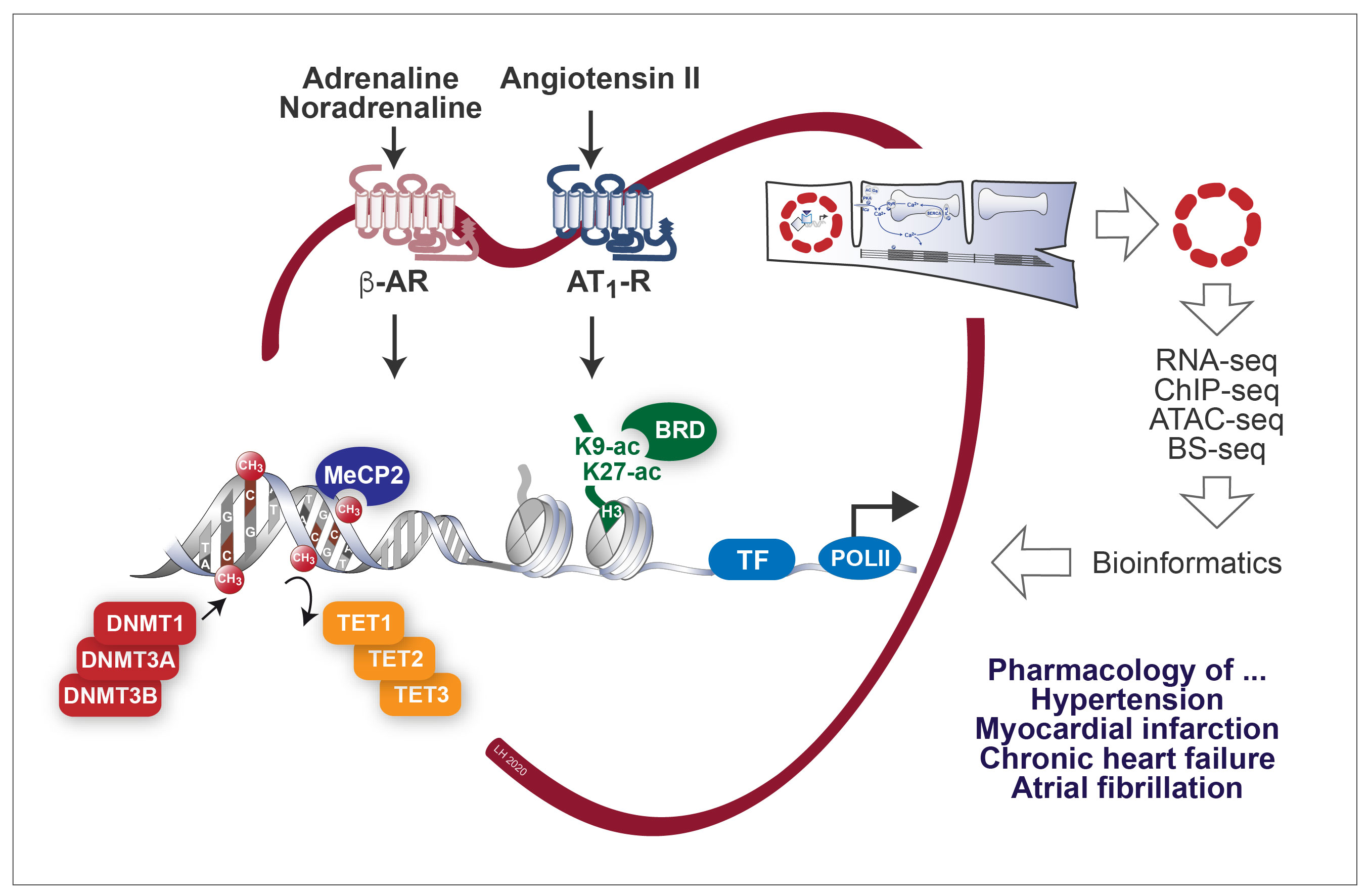 epigenetics1.jpg