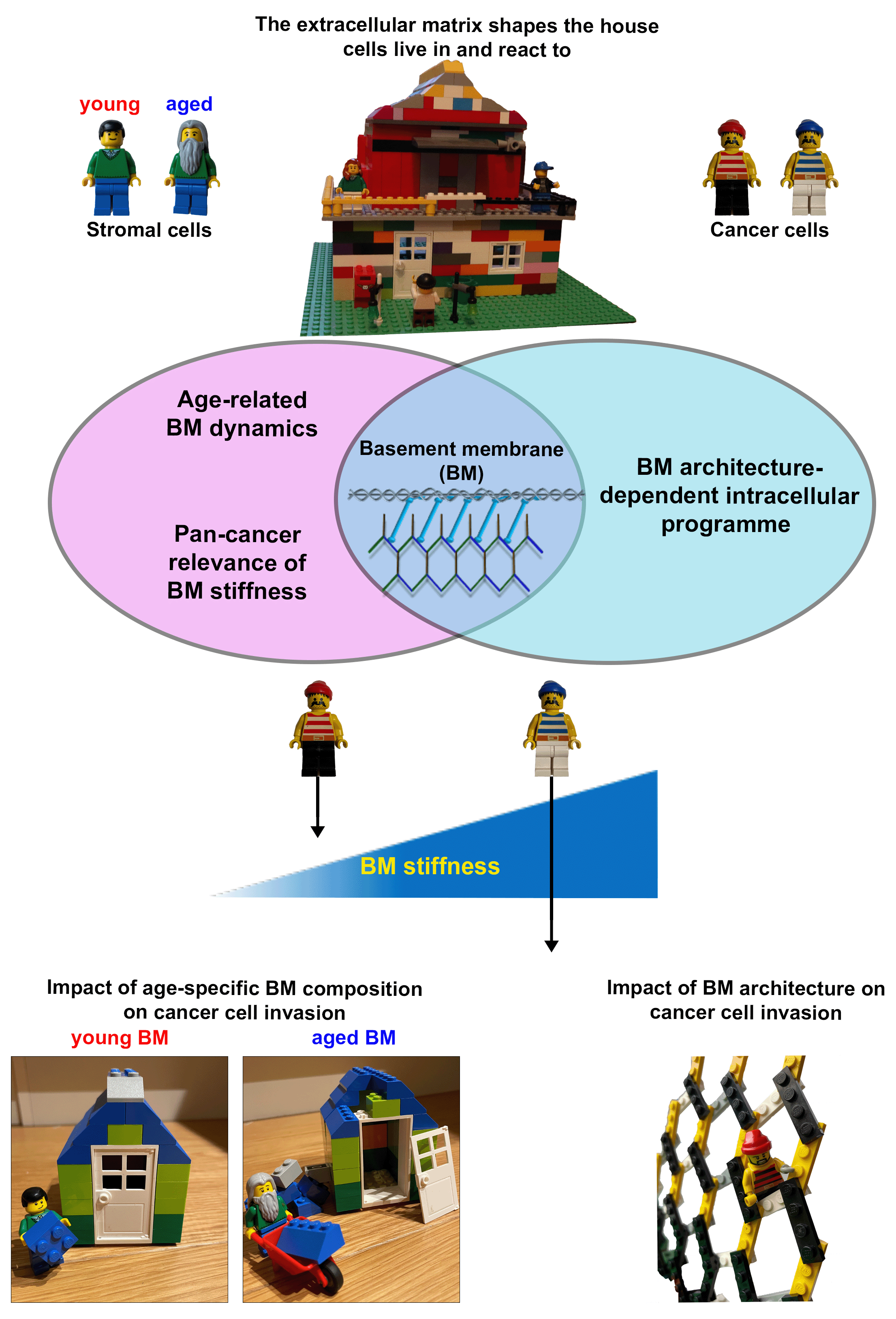 Basement membrane stiffness determines metastases formation